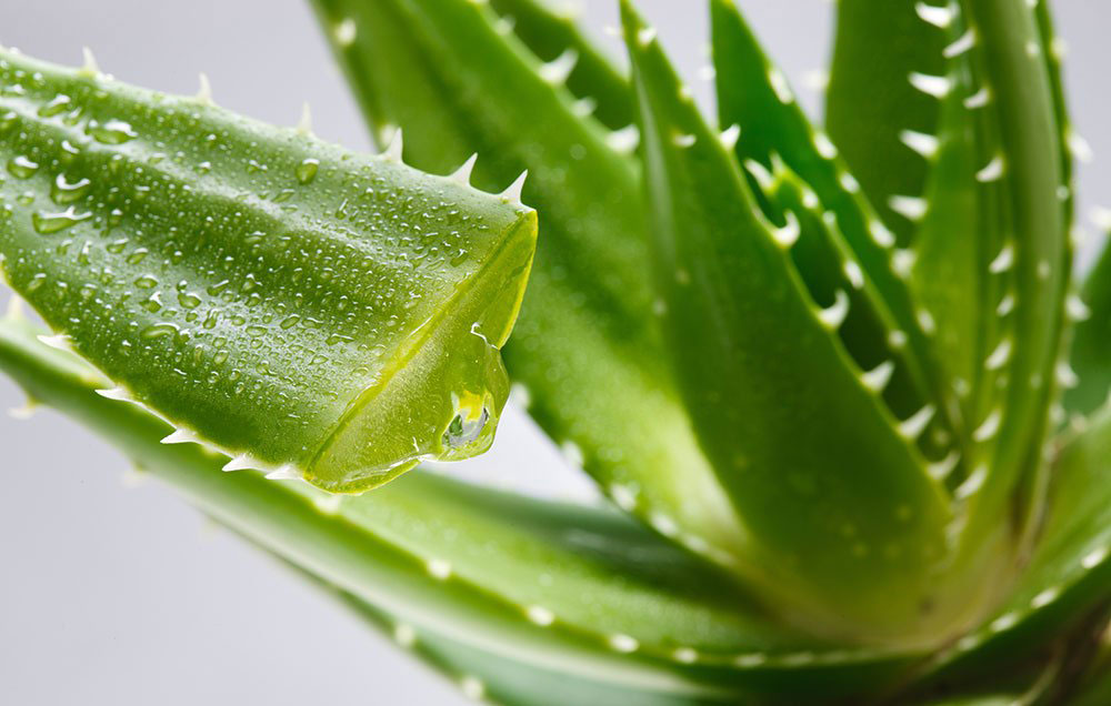 Aloe vera canario