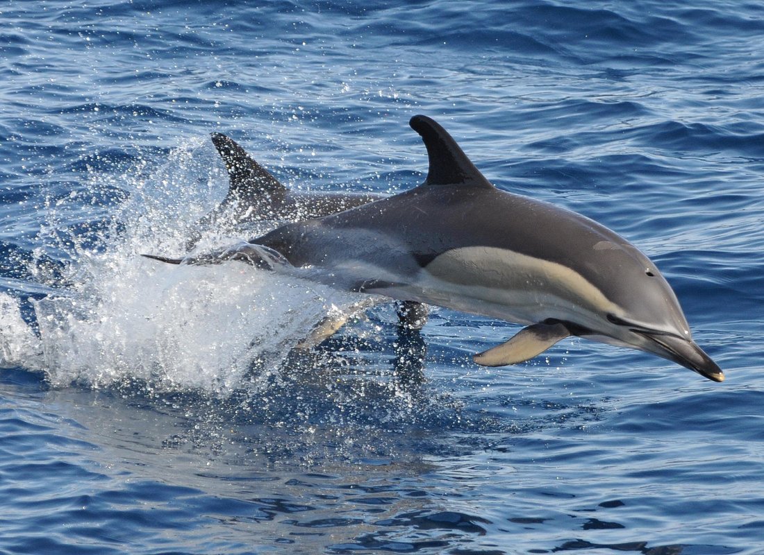 Avvistamento delfini a Fuerteventura